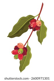 Branch of Coffee Plant with Ripe Edible Fruits Vector illustration