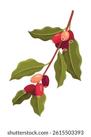 Branch of Coffee Plant with Ripe Edible Fruits Vector illustration