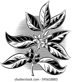 Branch of the coffee plant with some fruits and flowers.