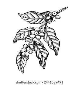 A branch of a coffee tree, black and white vector graphics, hand-drawn. For banners, flyers and menus. For packaging, labels and postcards.