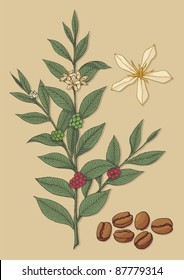 Una rama de árbol de café con flores y frijoles en fondo beige.