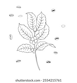 A branch of a coffee tree with fruits. Black and white illustration.
