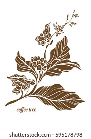 Branch of coffee tree with leaves, flowers and natural coffee beans. Botanical contour drawing. Vector illustration isolated on white background eps.10