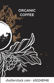 Branch of coffee tree with leaves, flowers and coffee beans. Botanical drawing. Floral decor for organic product. Vector illustration for template, menu, background