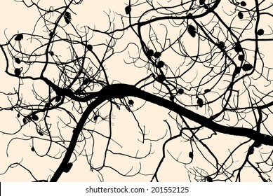 branch with the cones
