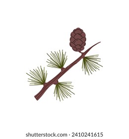Branch of a conifer tree with needles and cone. Taiga evergreen pine tree, fir, cedar or spruce twig icon. Forest plant vector flat illustration. Christmas holiday wood decoration