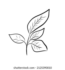Branch. Contour branch. Decorative Branch illustration. Vector illustration, icon. Black and white drawing sketch, hand drawn.