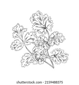 Branch, coriander bush, botanical vector illustration, hand-drawn, on white background. Botanical sketch, coriander branch, monochrome sketch. Outline drawing, coriander bush