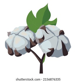 A branch of a cotton plant. Natural fluffy fiber on the handle. 