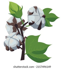 A branch of a cotton plant. Natural fluffy fiber on the handle. Vector stock illustration isolated on white background. Designed for the design of wedding, greeting, invitation cards. 
