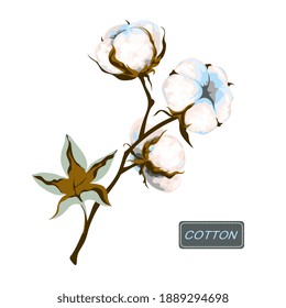 Branch of cotton. White fiber bolls and leaf on the stem. Fluffy flower. Botanical vector illustration.