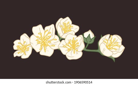 Branch covered with flowers of white jasmine isolated on black background. Elegant mock-oranges with yellow stamens in center. Floral design element. Colorful flat vector illustration