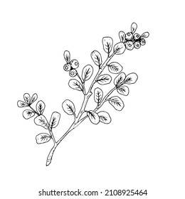 Branch with cranberries, blueberries. Line drawing. Vector illustration.