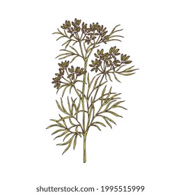 Branch of cumin plant with flowers, leaves and seeds. Culinary spice, aromatic herb for cooking. Color vector sketch illustration isolated on a white.