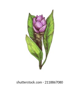 Branch curcuma plant with leaf and flower. Vintage vector hatching color hand drawn illustration isolated on white background