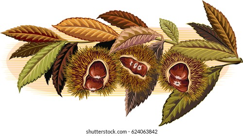 Branch with curly chestnut.