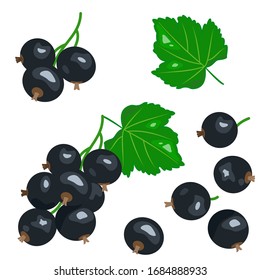 Branch of currant berries with leaves isolated on white background. Vector illustration 