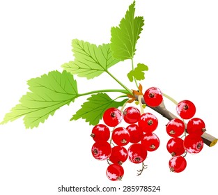 Branch of currants