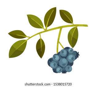 Branch with dark blue berries. Vector illustration on a white background.