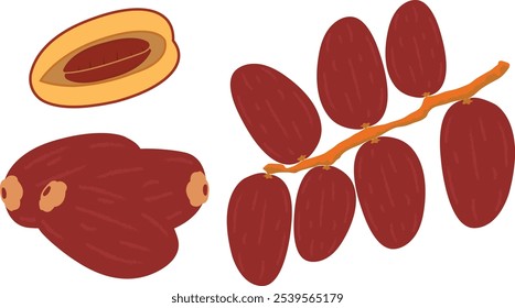 Branch of Dates Fruit, half dates, group of dates, Dates Isolated on White Background, Date palm object vector fruit Illustration.