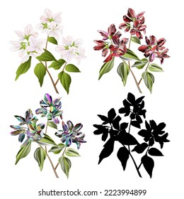 Branch decorative shrub Weigelie various multicolored nature and silhouette watercolor background vector illustration editable hand draw