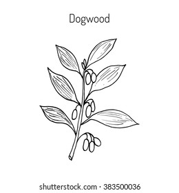 Branch of dogwood plant with berries. Cornus mas (Cornelian cherry, European cornel. Hand drawn botanical vector illustration, jam, tasty, twig, liquor, juicy, vegan, crop, dessert