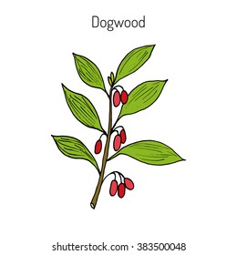 Branch of   dogwood plant with berries. Cornus mas (Cornelian cherry, European cornel. Hand drawn botanical vector illustration, jam, tasty, twig, liquor, juicy, vegan, crop, dessert