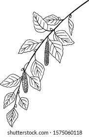 branch  of downy birch plant simple vector illustration of a traced drawing with black ink
