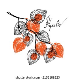 A branch with dried flowers of physalis, drawn elements of a doodle in sketch style. Hand-drawn inscription. Berries. Physalis. Phyzalis lace on white background.  