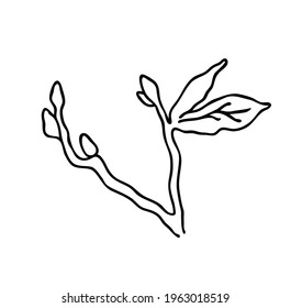 Una rama de diseño elegante, de diseño rústico y botánico. Vector de fondo blanco.