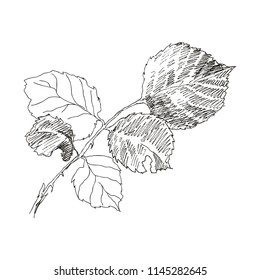 Branch element isolated on white. Vintage botanical hand drawn illustration. Spring flowers of garden rose, dog rose. Vector sketch design