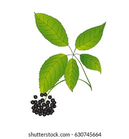 Branch of Eleutherococcus.Vector illustration.