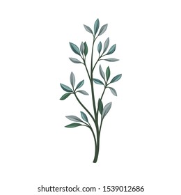 Branch with elongated pointed leaves. Vector illustration on a white background.