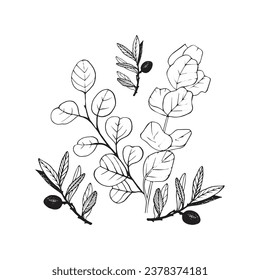 Branch eucaliptus plant tree leaves leaf olive black line outline graphic sketch 