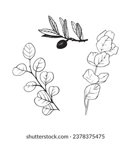 Branch eucaliptus plant tree leaves leaf olive black line outline graphic sketch 