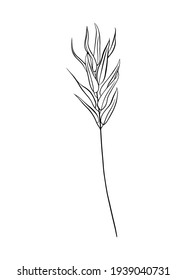 Una rama de eucalipto. Dibujo de contorno a mano. Estilo Doodle.
