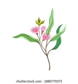 Branch of Eucalyptus Plant with Woody Fruits or Cone-shaped Capsules Vector Illustration