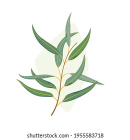 Branch Of Eucalyptus Tree. Flat Vector Colorful Illustration.