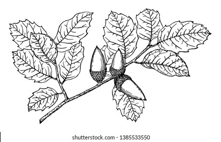 Es una rama de roble perenne. También tiene hojas y frutos de forma ovalada, dibujo vintage o ilustración de grabado.