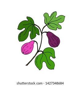 Branch of figs with fruit. Vector illustration.