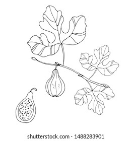 Branch of figs. Linear drawing. Vector illustration.