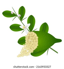 A branch of a finger lime with flowers and half of the fruit on a white background.