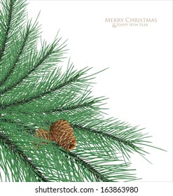 Branch fir with cones