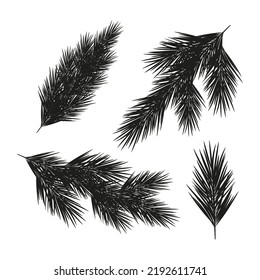 A branch of a fir tree. Black silhouette on a white background. Vector illustration. Set.
