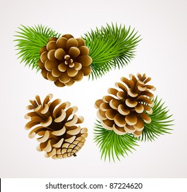 branch of fir tree and cones