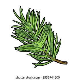 Branch of fir tree. Isolated on white background. Vector vintage black engraving illustration.