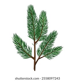 A branch of a fir tree on a white background. Winter decor. Vector illustration.
