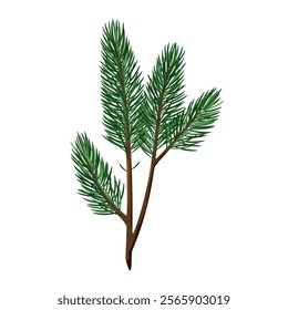 A branch of a fir tree on a white background. Winter decor. Vector illustration.
