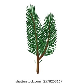 A branch of a fir tree on a white background. Vector illustration.