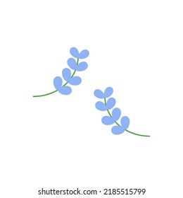 Branch of floral plant with blue flowers. Botanical wild flower on white background.